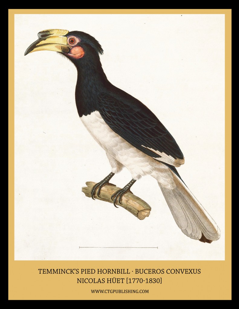 Temminck's Pied Hornbill - Illustration by Nicolas Huet
