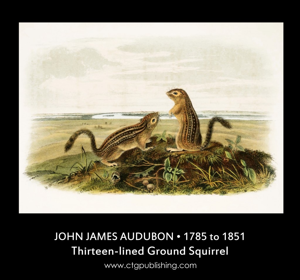 Thirteen-lined Ground Squirrel - Illustration by John James Audubon