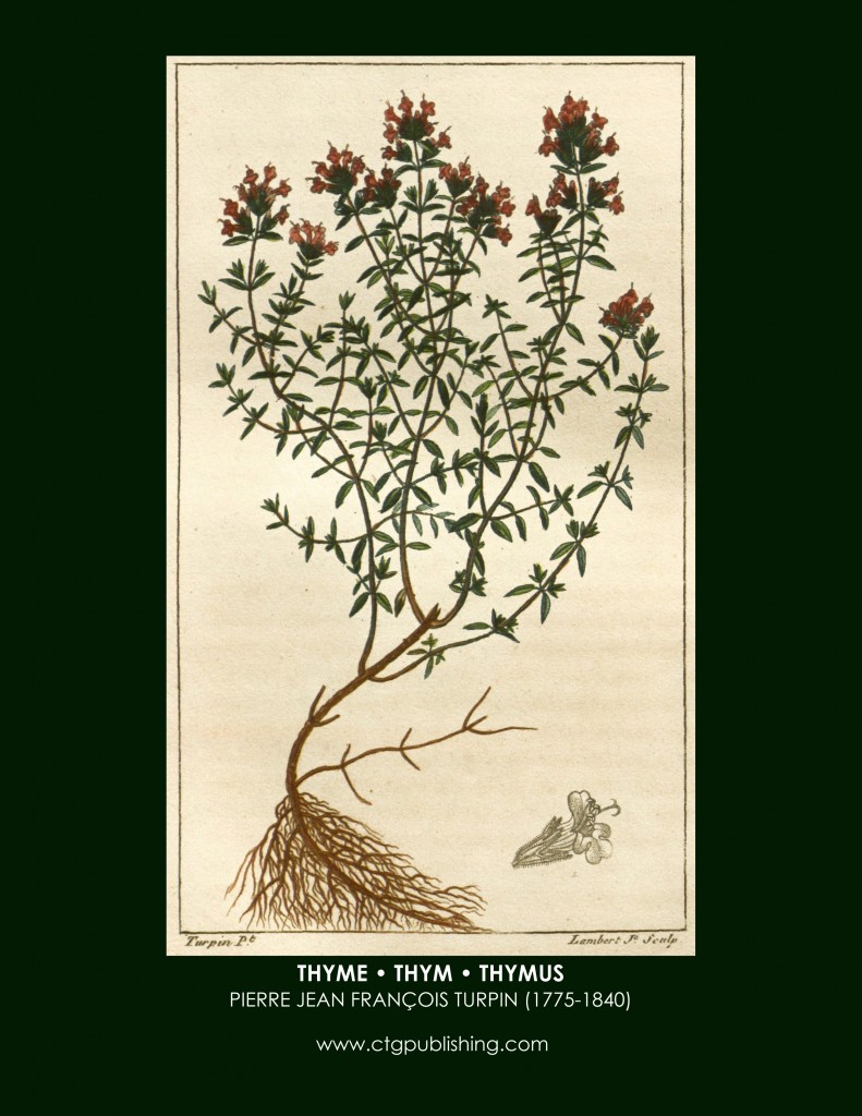 Thyme Botanical Print by Turpin