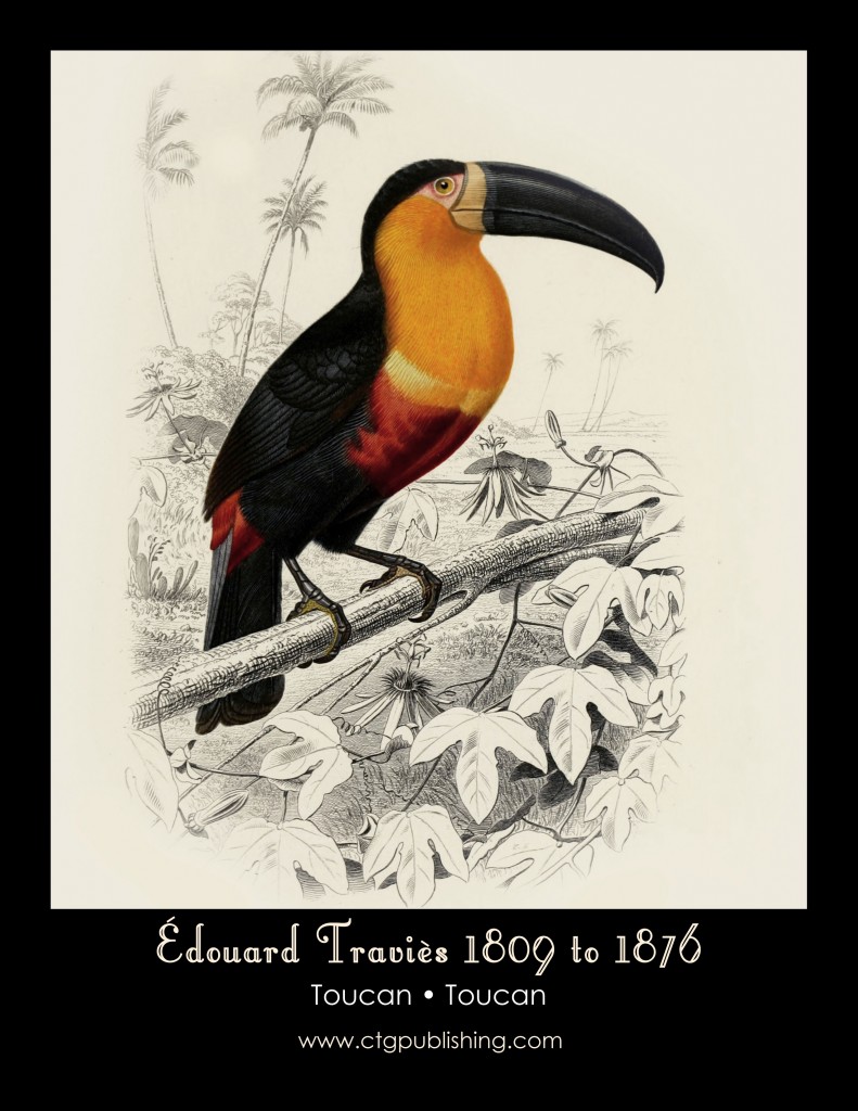 Toucan - Illustration by Edouard Travies