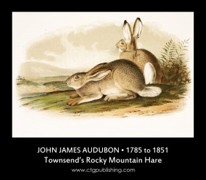 Townsend's Rocky Mountain Hare - Illustration by John James Audubon