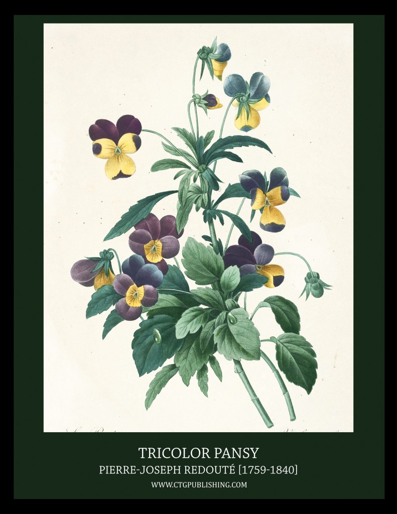 Tricolor Pansy - Illustration by Pierre-Joseph Redoute