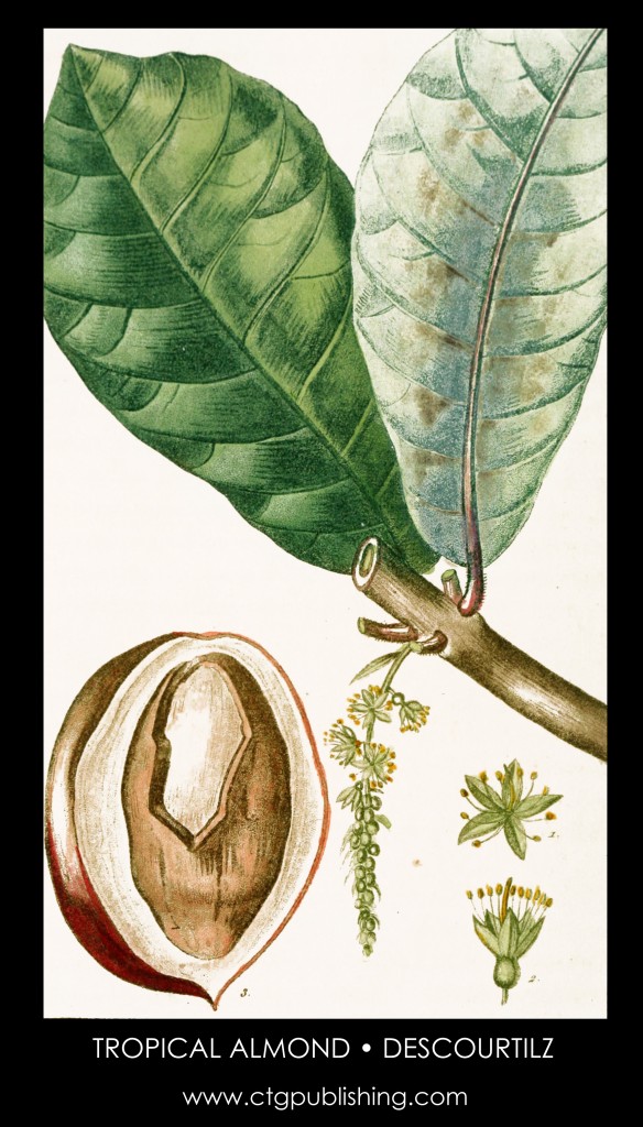 Tropical Almond Illustration by Descourtilz