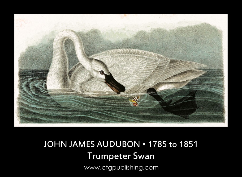 Trumpeter Swan - Illustration by John James Audubon circa 1840