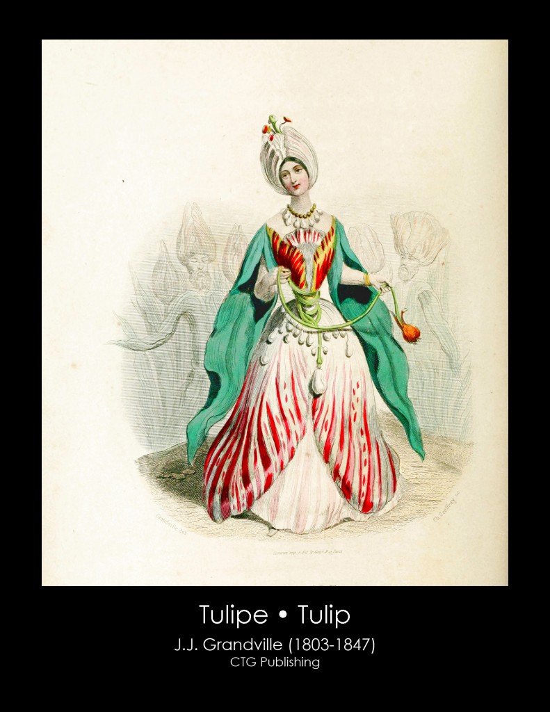 Tulip Illustration From J. J. Grandville's Animated Flowers