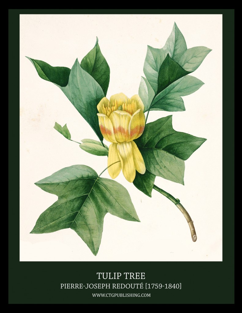 Tulip Tree - Illustration by Pierre-Joseph Redoute