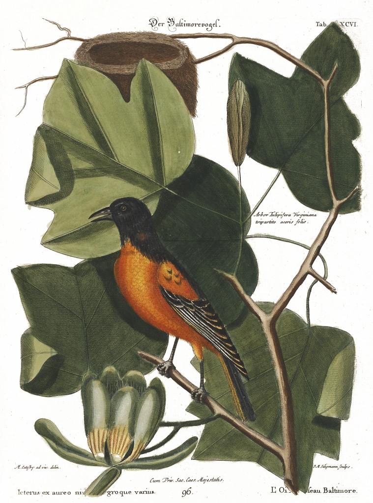 Oriole and Tulip Tree Illustration by Mark Catesby circa 1722