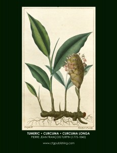 Tumeric Botanical Print by Turpin