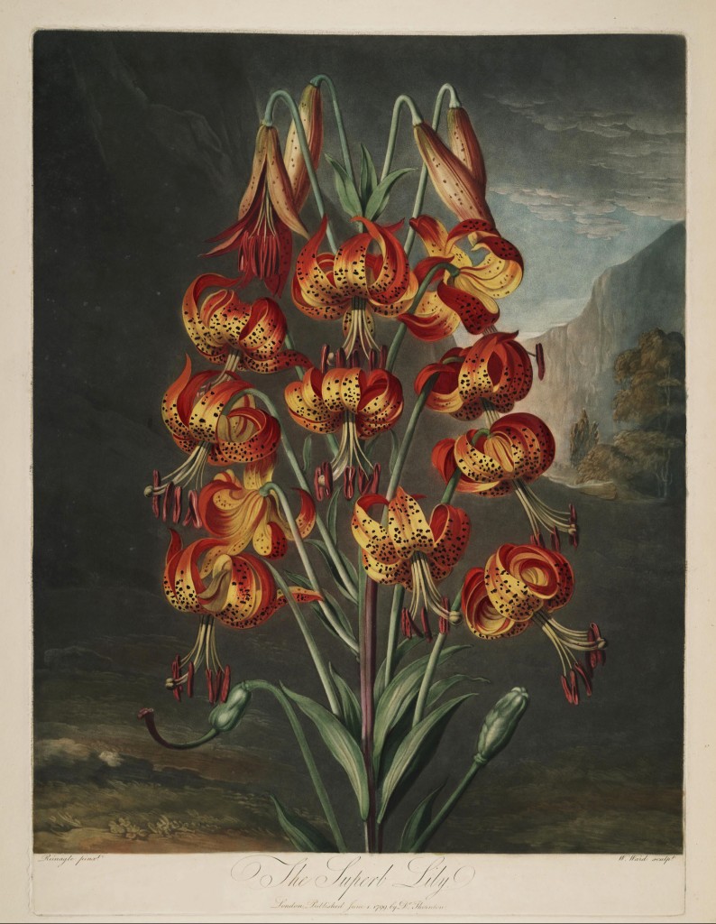 Turk's-cap Lily Illustration from Temple of Flora R.J. Thornton published 1799 Artist: Philip Reinagle (1749-1833)
