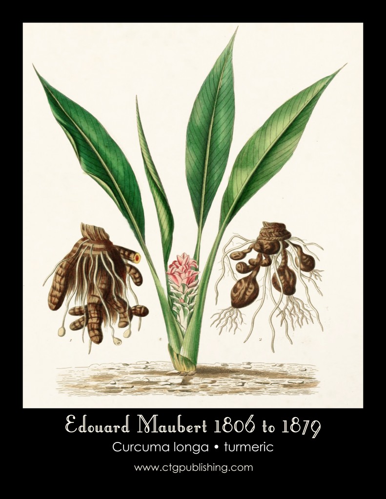 Turmeric Illustration by Edouard Maubert