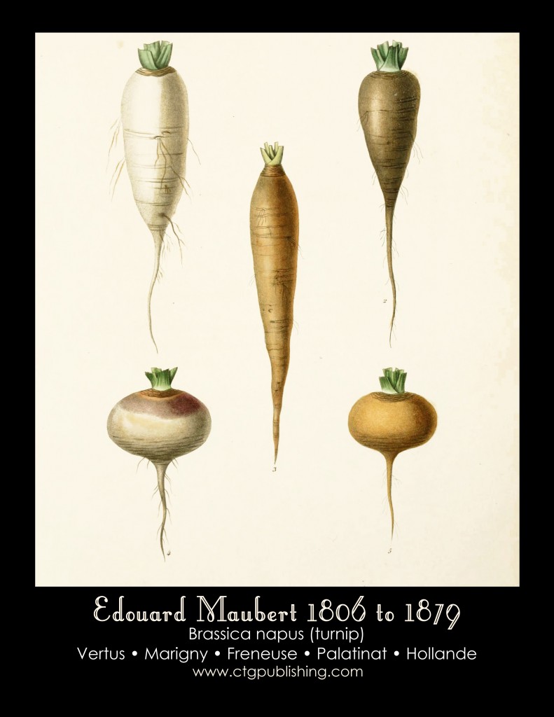 Turnip Illustration by Edouard Maubert