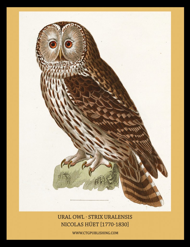 Ural Owl - Illustration by Nicolas Huet