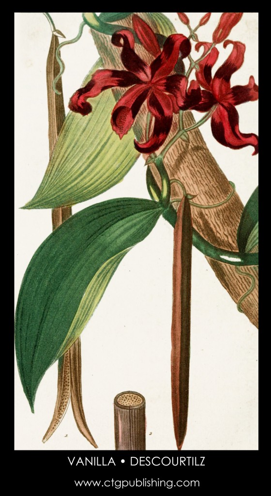 Vanilla Plant Illustration by Descourtilz