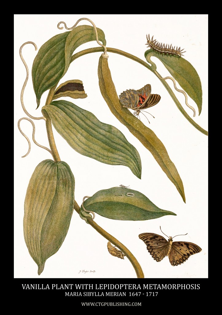 Vanilla and Lepidoptera Metamorphosis Image by Maria Sibylla Merian circa 1705