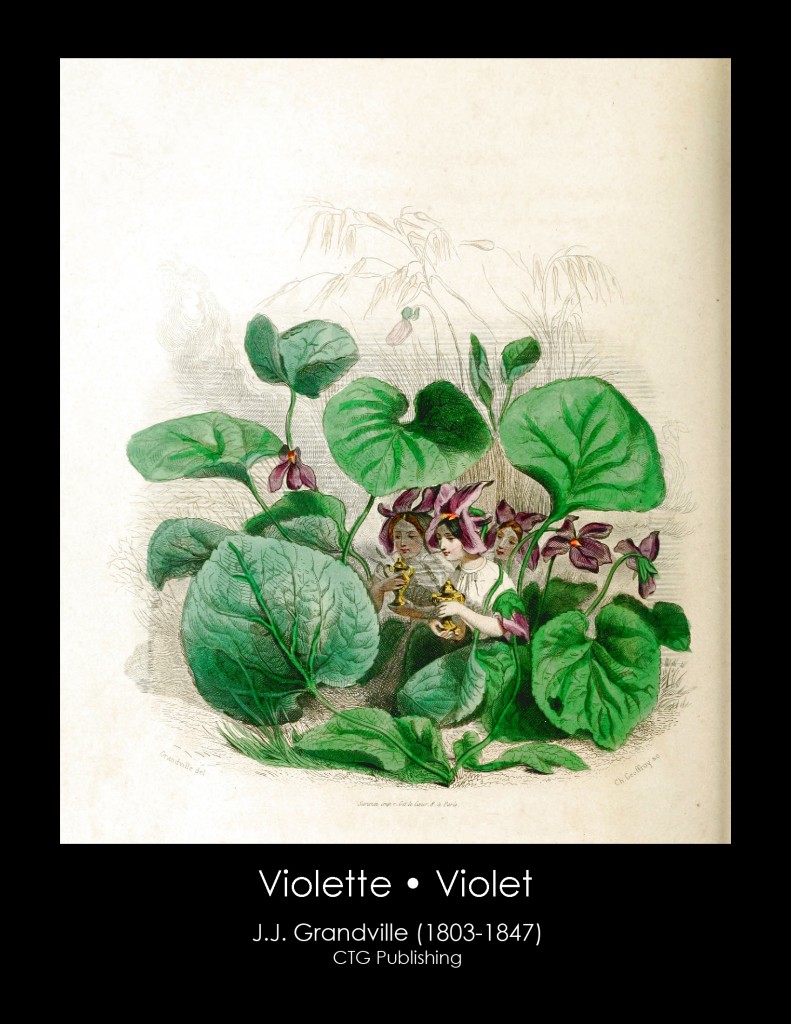 Violet Illustration From J. J. Grandville's Animated Flowers
