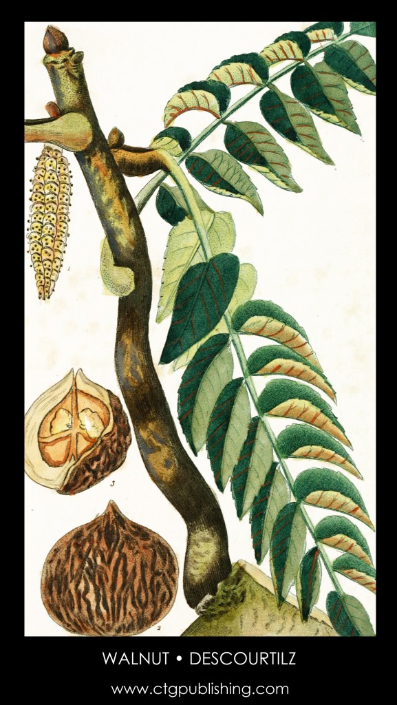 Walnut Tree Illustration by Descourtilz