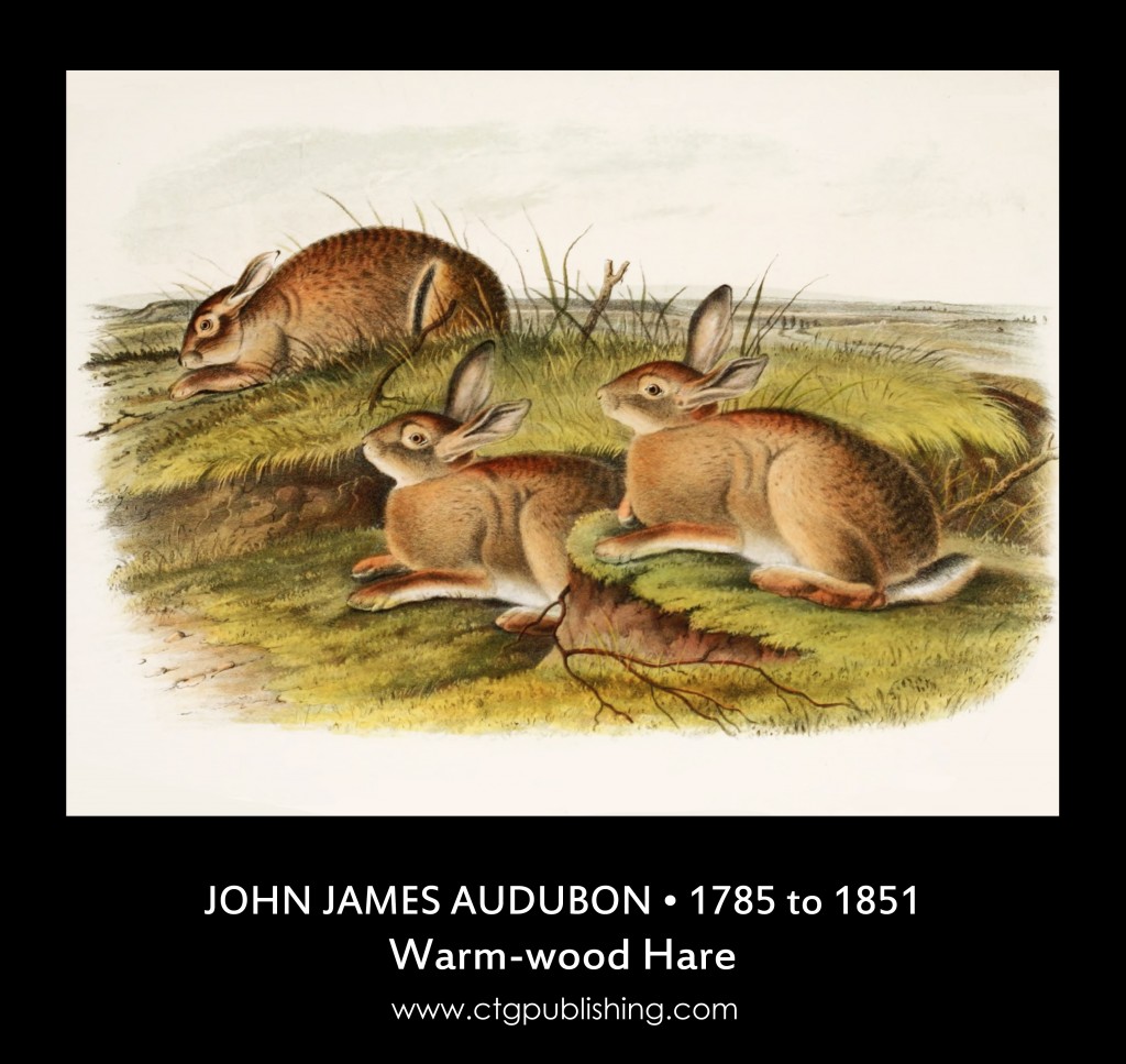 Warm-wood Hare - Illustration by John James Audubon