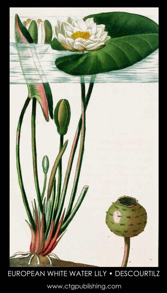 Water Lily Illustration by Descourtilz