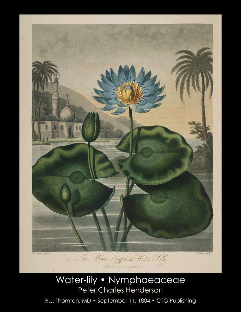 Water Lily Illustration from Temple of Flora R.J. Thornton published 1804