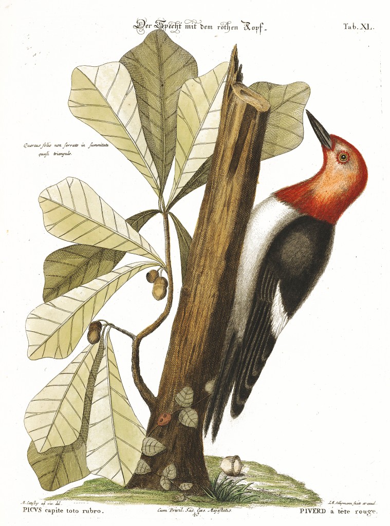 Red-headed Woodpecker and Water Oak Illustration by Mark Catesby circa 1722