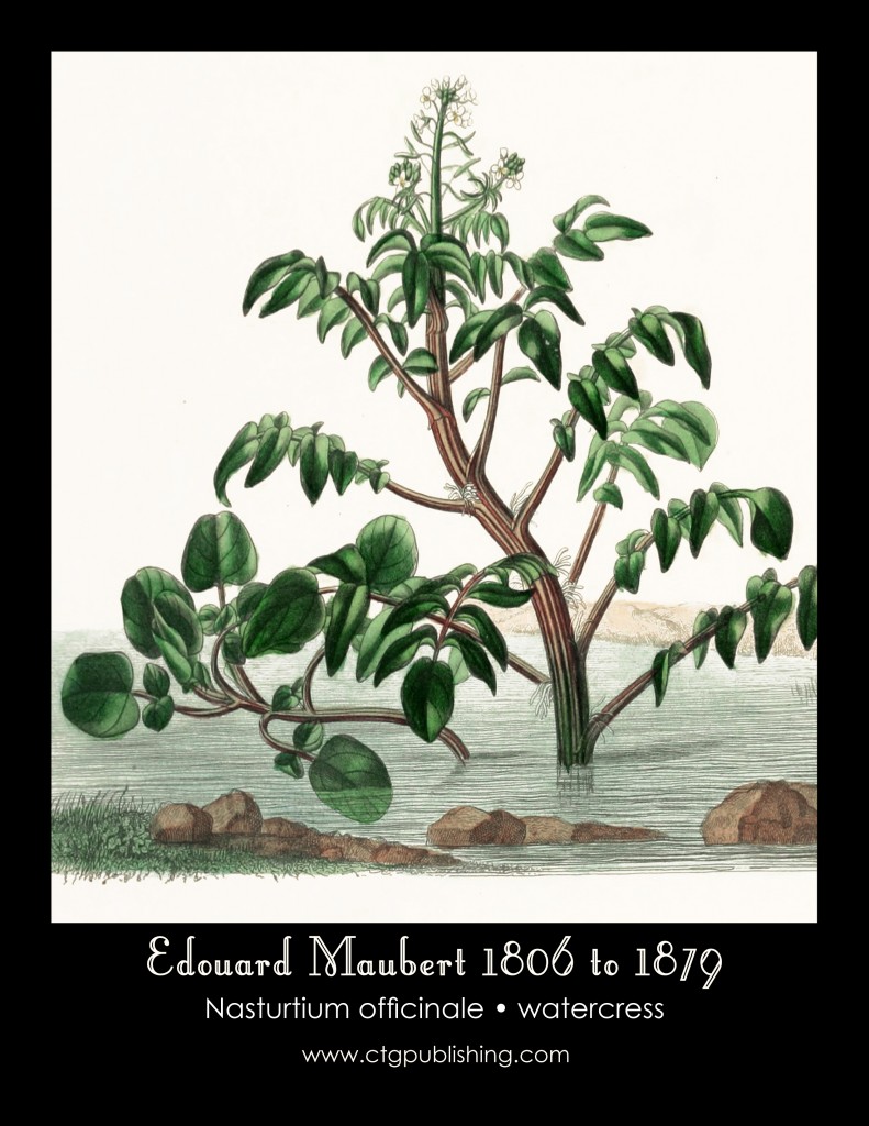 Watercress Illustration by Edouard Maubert