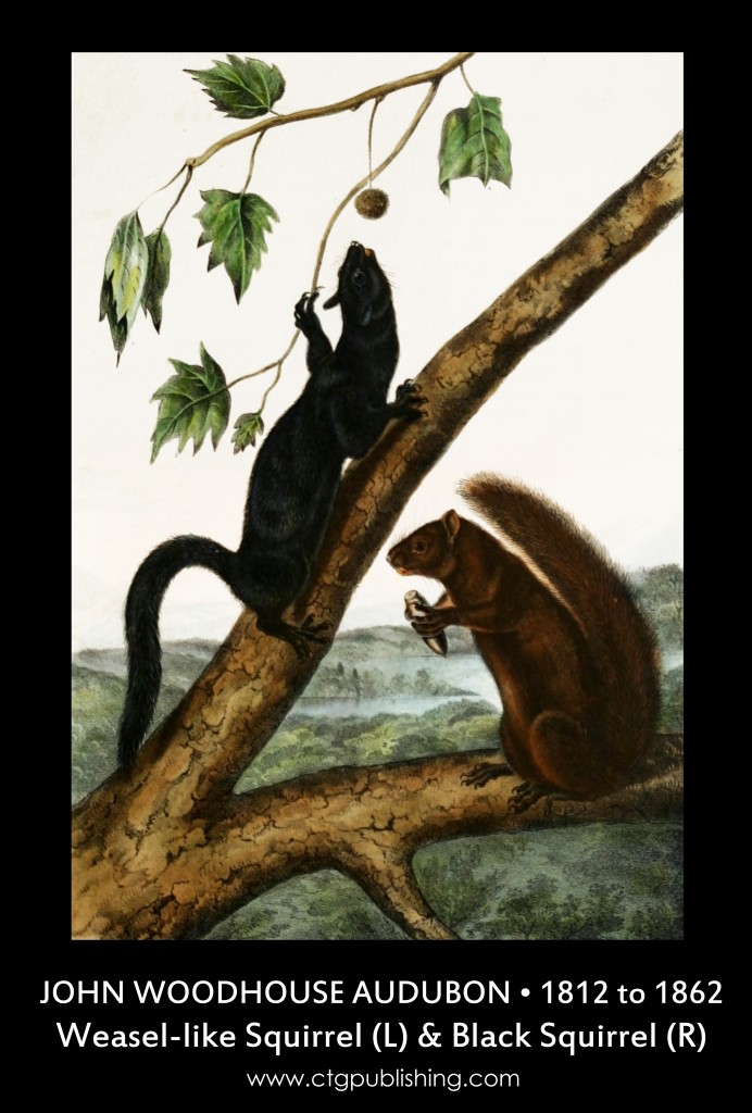 Weasel-like Squirrel and Black Squirrel - Illustration by John Woodhouse Audubon