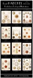 Ernst Haeckel - Radiolaria Illustrations Half Banner