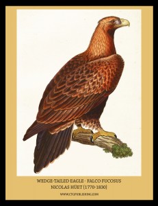 Wedge Tailed Eagle - Illustration by Nicolas Huet