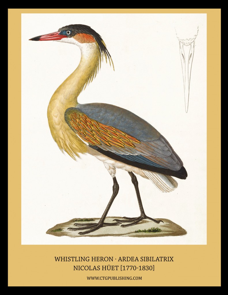 Whistling Heron - Illustration by Nicolas Huet