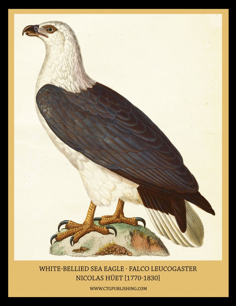 White Bellied Sea Eagle - Illustration by Nicolas Huet