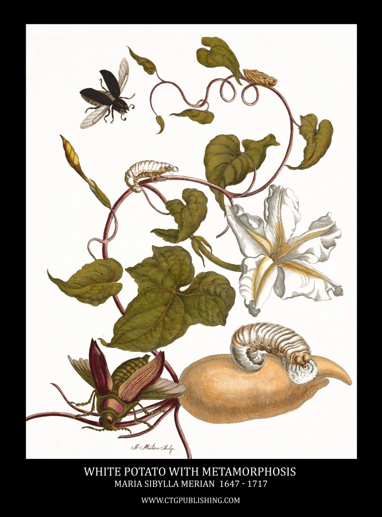 White Potato and Lepidoptera Metamorphosis Image by Maria Sibylla Merian circa 1705