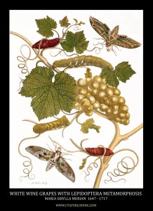 White Wine Grapes and Vine with Lepidoptera Metamorphosis Image by Maria Sibylla Merian circa 1705