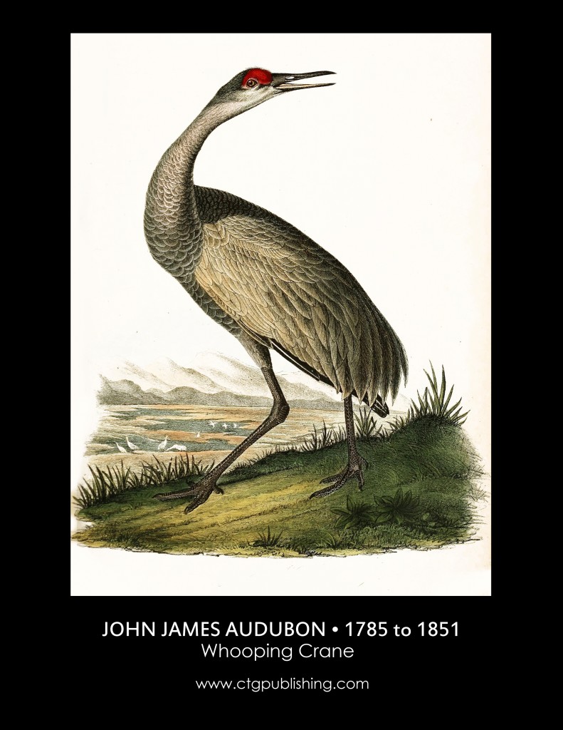 Whooping Crane - Illustration by John James Audubon circa 1840