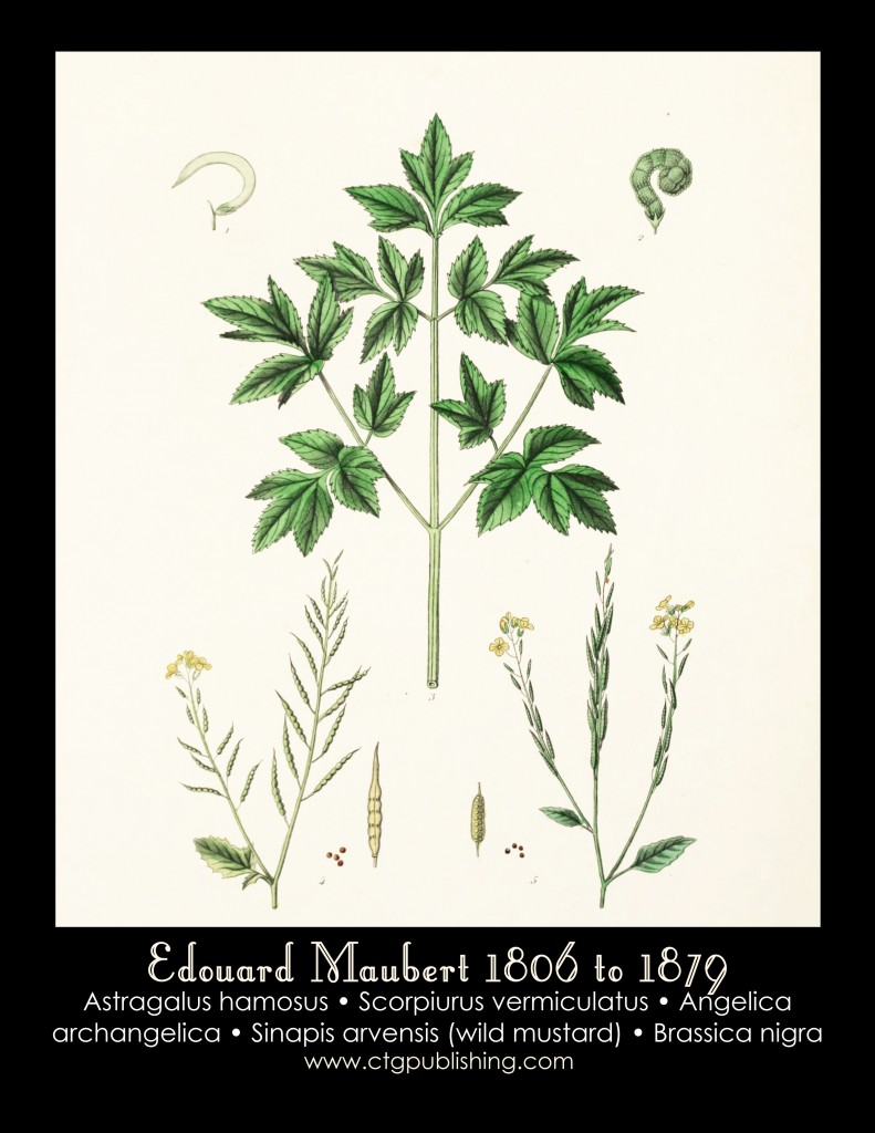 Wild Mustard Illustration by Edouard Maubert