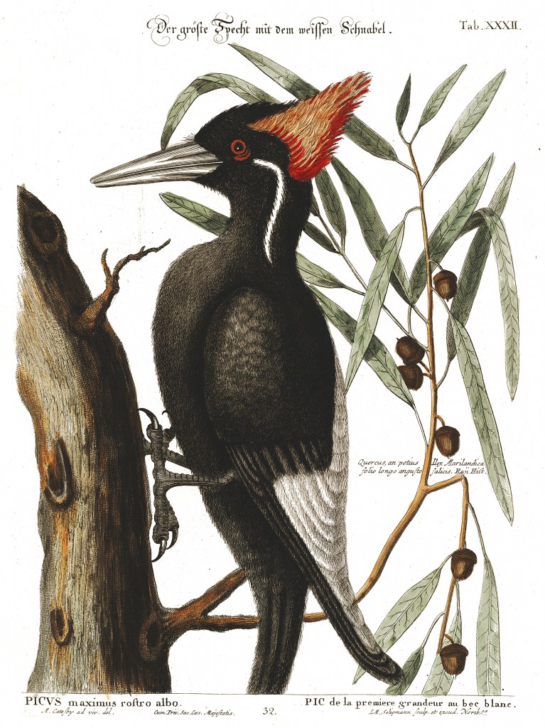 Ivory-billed Woodpecker and Willow Oak Illustration by Mark Catesby circa 1722