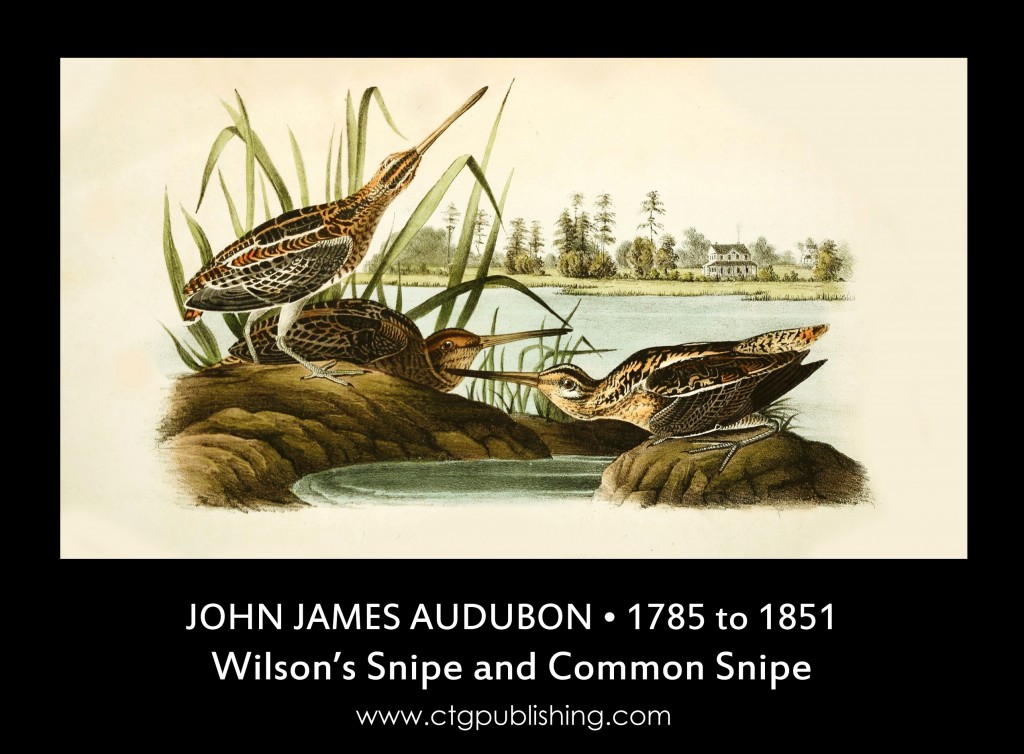 Wilson's Snipe and Common Snipe - Illustration by John James Audubon circa 1840