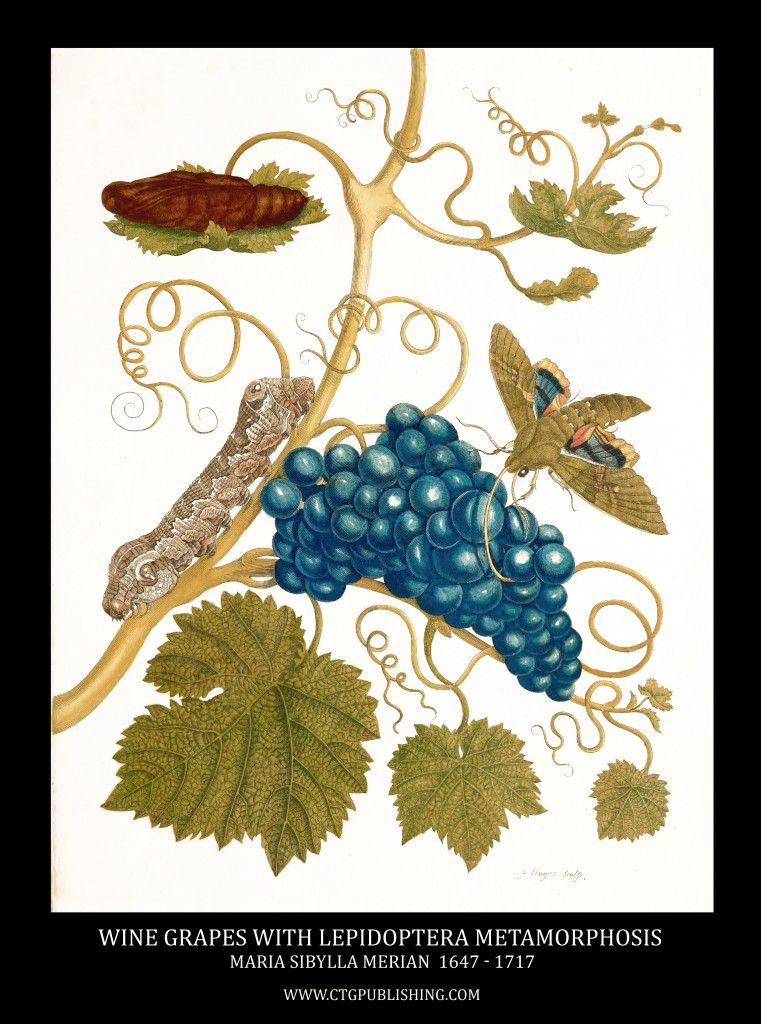 Red Wine Grapes and Vine with Lepidoptera Metamorphosis Image by Maria Sibylla Merian circa 1705