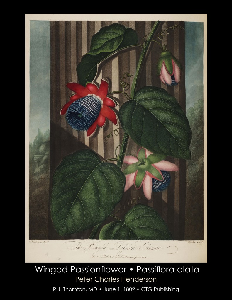 Winged Passionflower Illustration from Temple of Flora R.J. Thornton published 1802