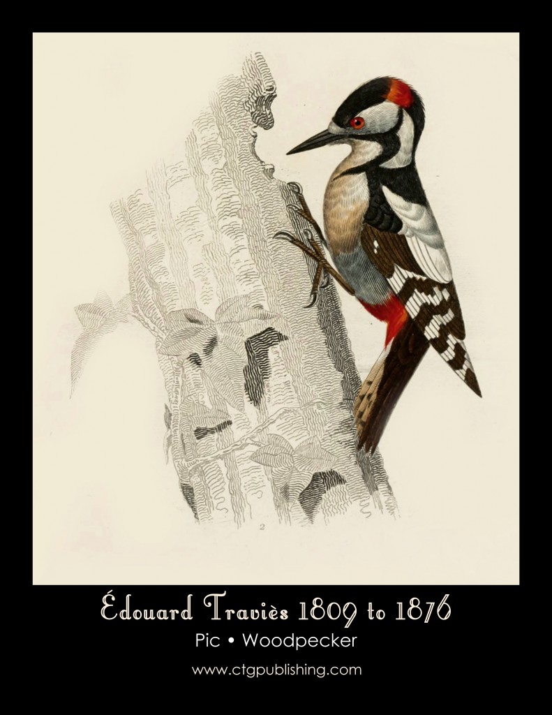 Woodpecker - Illustration by Edouard Travies