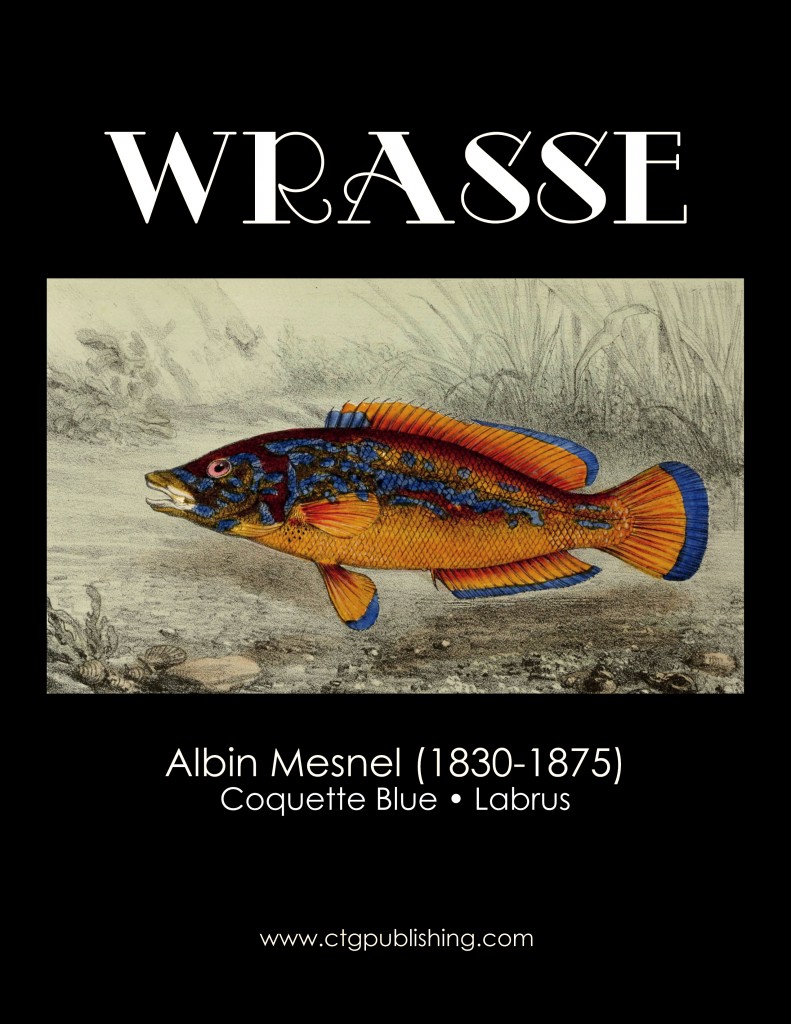 Wrasse - Fish Illustration by Albin Mesnel