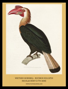 Writhed Hornbill - Illustration by Nicolas Huet