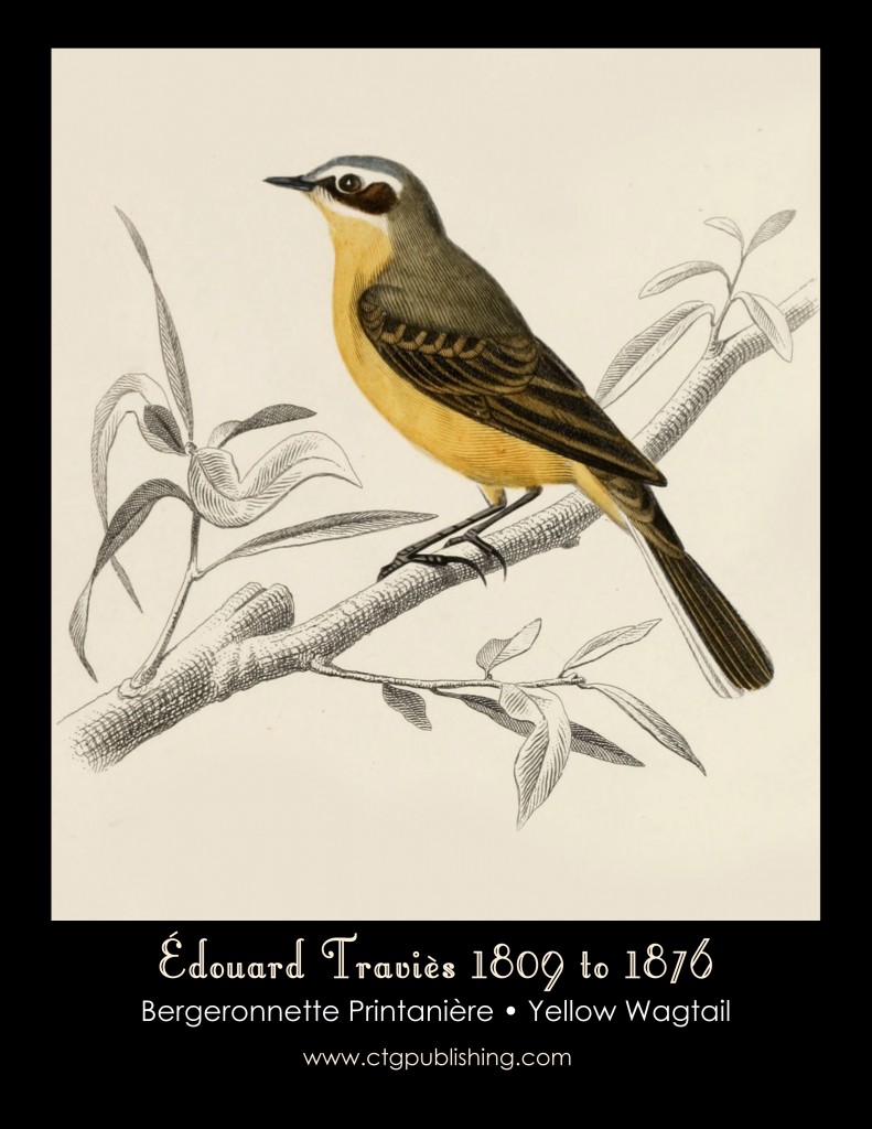 Yellow Wagtail - Illustration by Edouard Travies