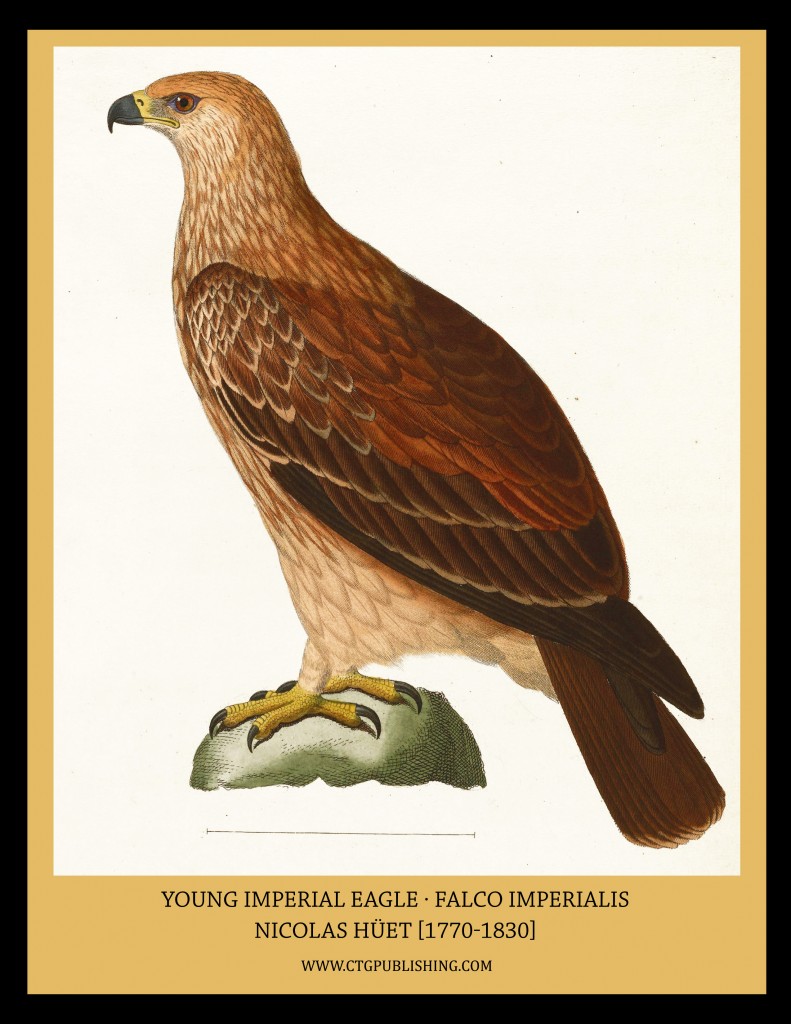 Young Imperial Eagle - Illustration by Nicolas Huet