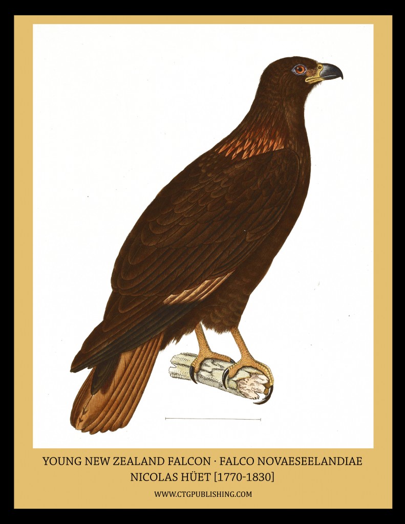Young New Zealand Falcon - Illustration by Nicolas Huet