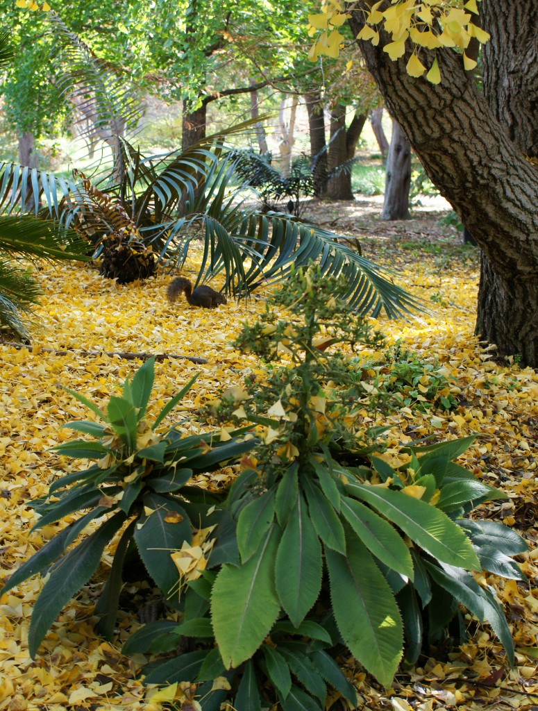 Ginkgo Biloba Leaves - Fullerton Arboretum