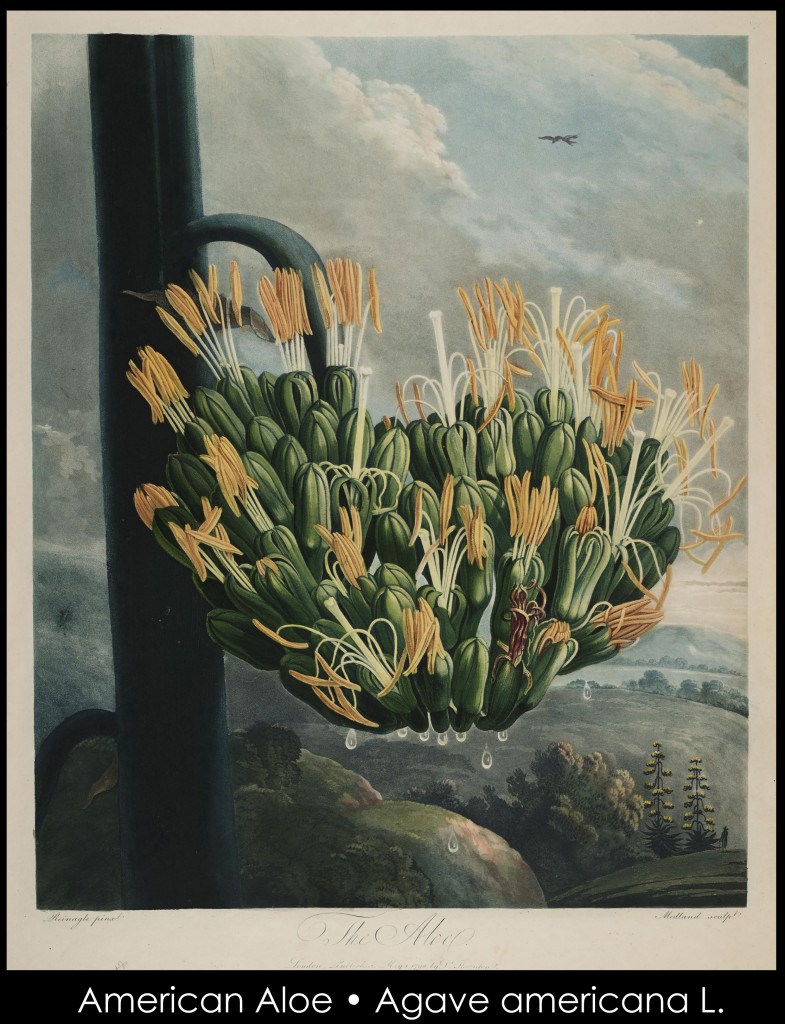 Aloe Illustration Temple of Flora R.J. Thornton published 1798