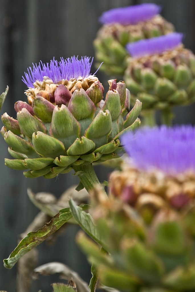 Artichoke in Bloom - Purple Culinary Flower - Photograph by Anita Ritenour