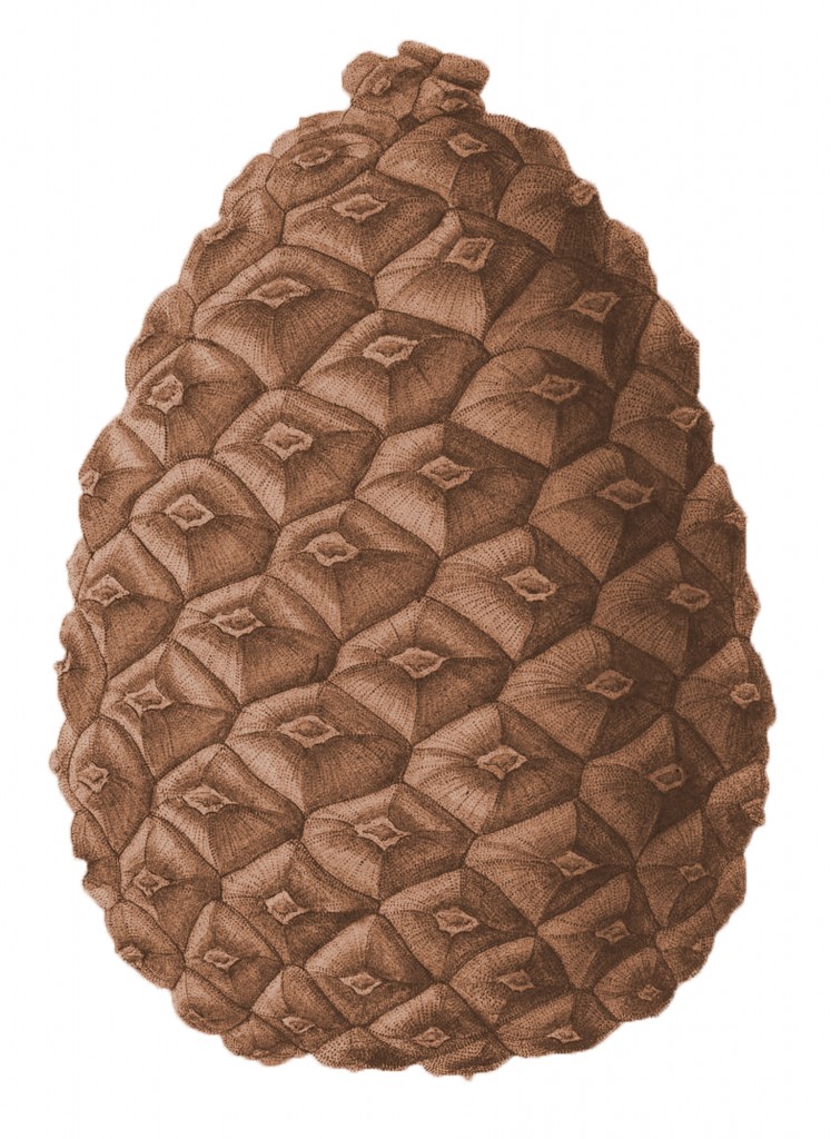 Brown Pine Cone