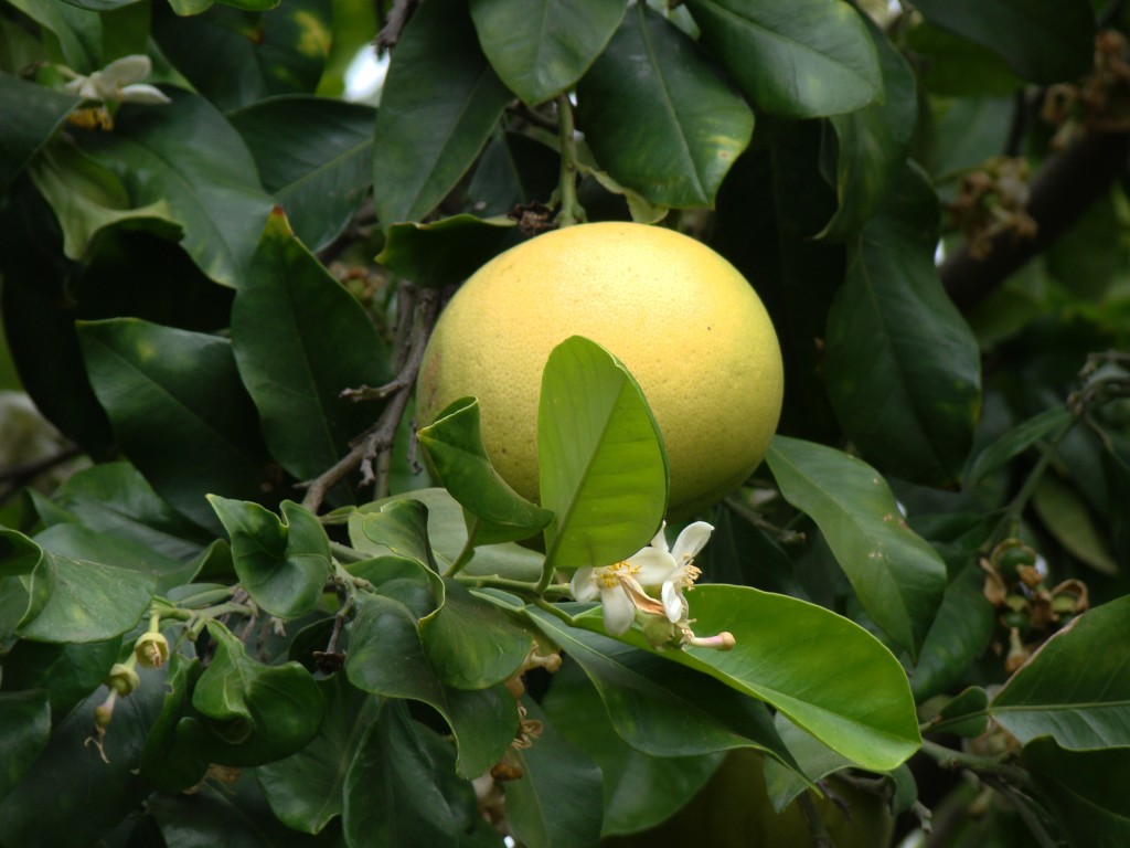 Citrus Grandis - Pummelo