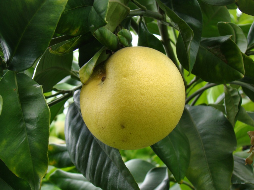 Citrus Grandis - Pummelo